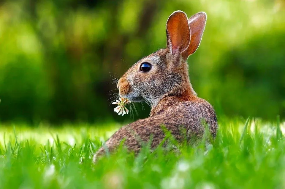 60 Rabbit Names That Will Make You Jump For Joy