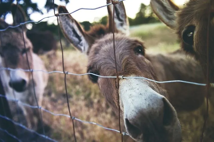 Pick a cute and funny name for your donkey