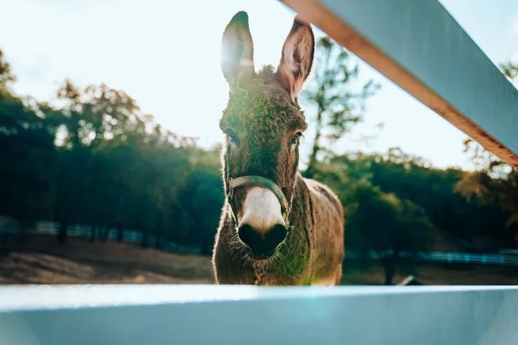 Your donkey deserves the best name