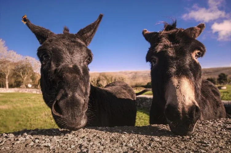Pick funny donkey names for your pet