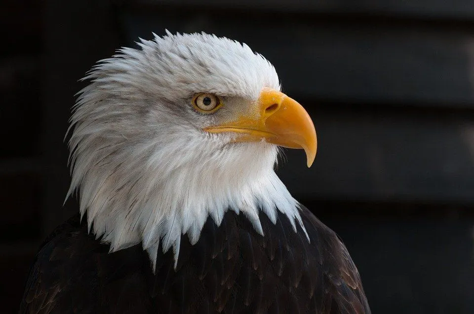There are numerous names for your pet eagle