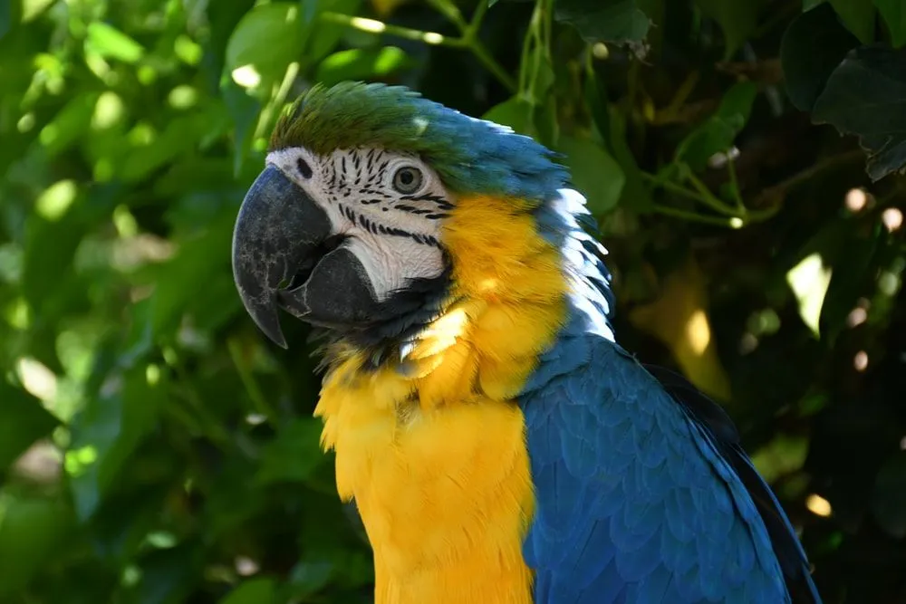 Cool bird names for your parrot helps him stand out from the rest