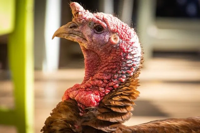 Turkeys can have funny names.