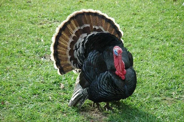 Turkeys can also have cute names.