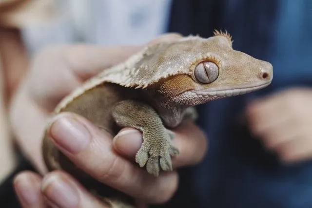 Choose an adorable name for your gecko.