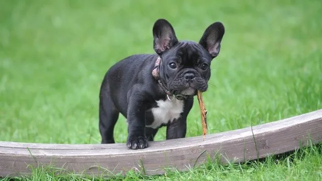 French bulldog puppy names are fun and hilarious