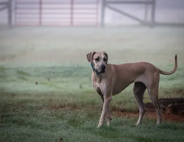 There are many Great Dane names that do justice to these big dogs