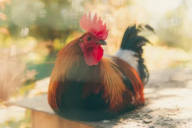 Rooster names can draw inspiration from several sources.