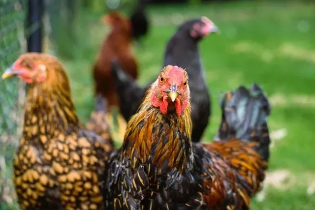 100 Best Rooster Names