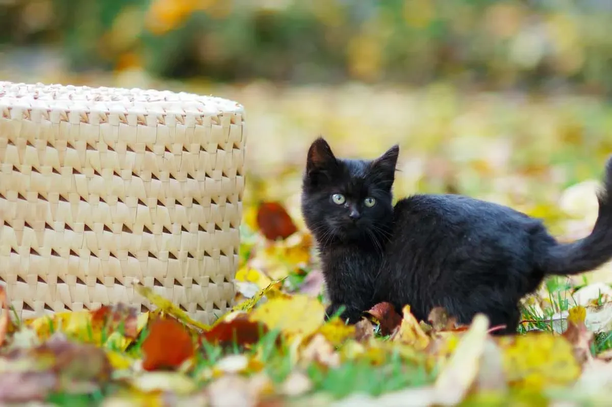 110 Best Spiritual Cat Names Perfect For Your New Kitten