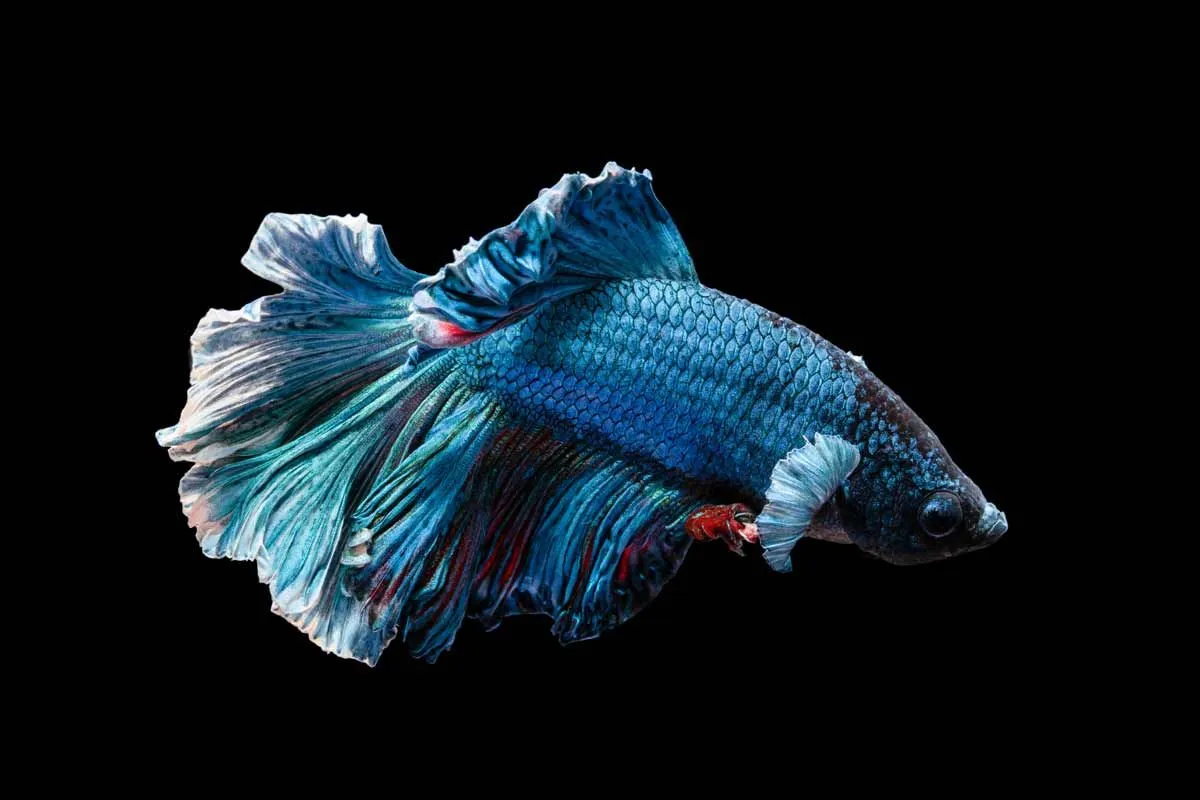 Names that are perfect for the blue betta fish