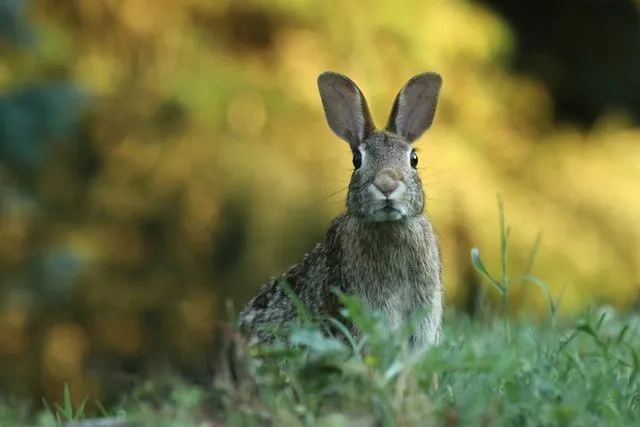 They look cute, but rabbits have some less than sanitary snacking habits!