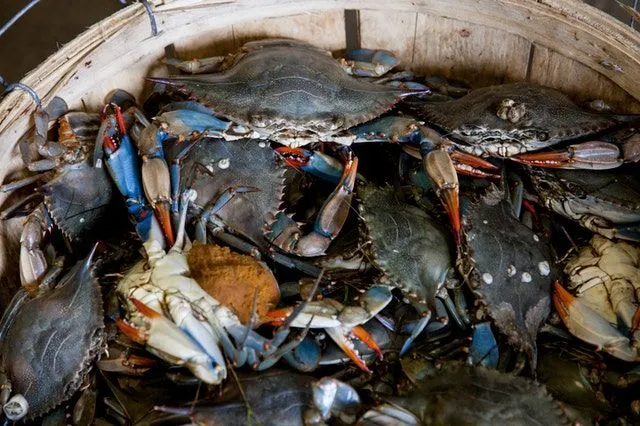 Blue crabs are one of the most popular seafood in the world.