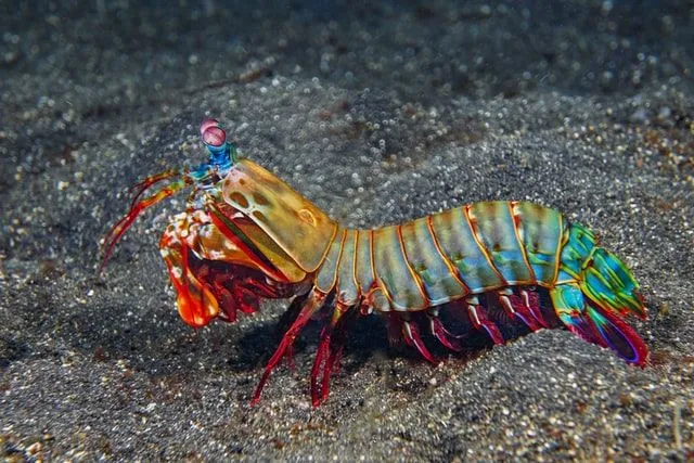 There are many different types of Mantis Shrimp.