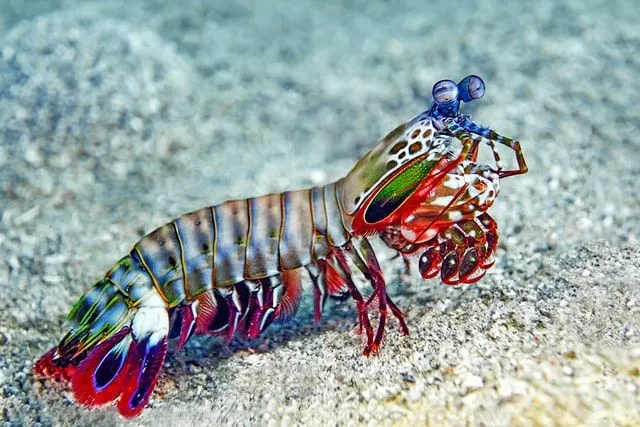 The Mantis Shrimp is a colorful creature.