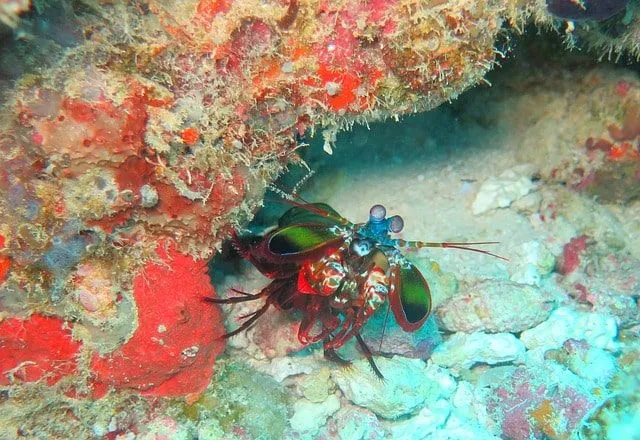 Mantis Shrimps live in shallow waters.
