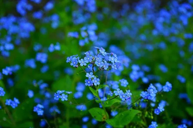 Blue flowers spread a sense of positivity.