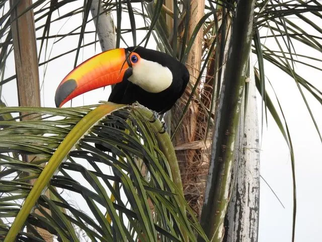 Toucans beaks are made from keratin like our nails and hair.
