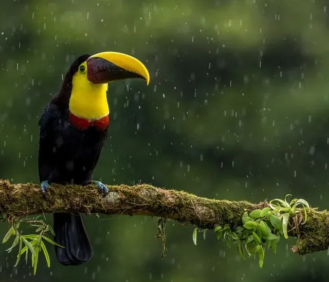 You rarely find toucans flying because they prefer to sit.