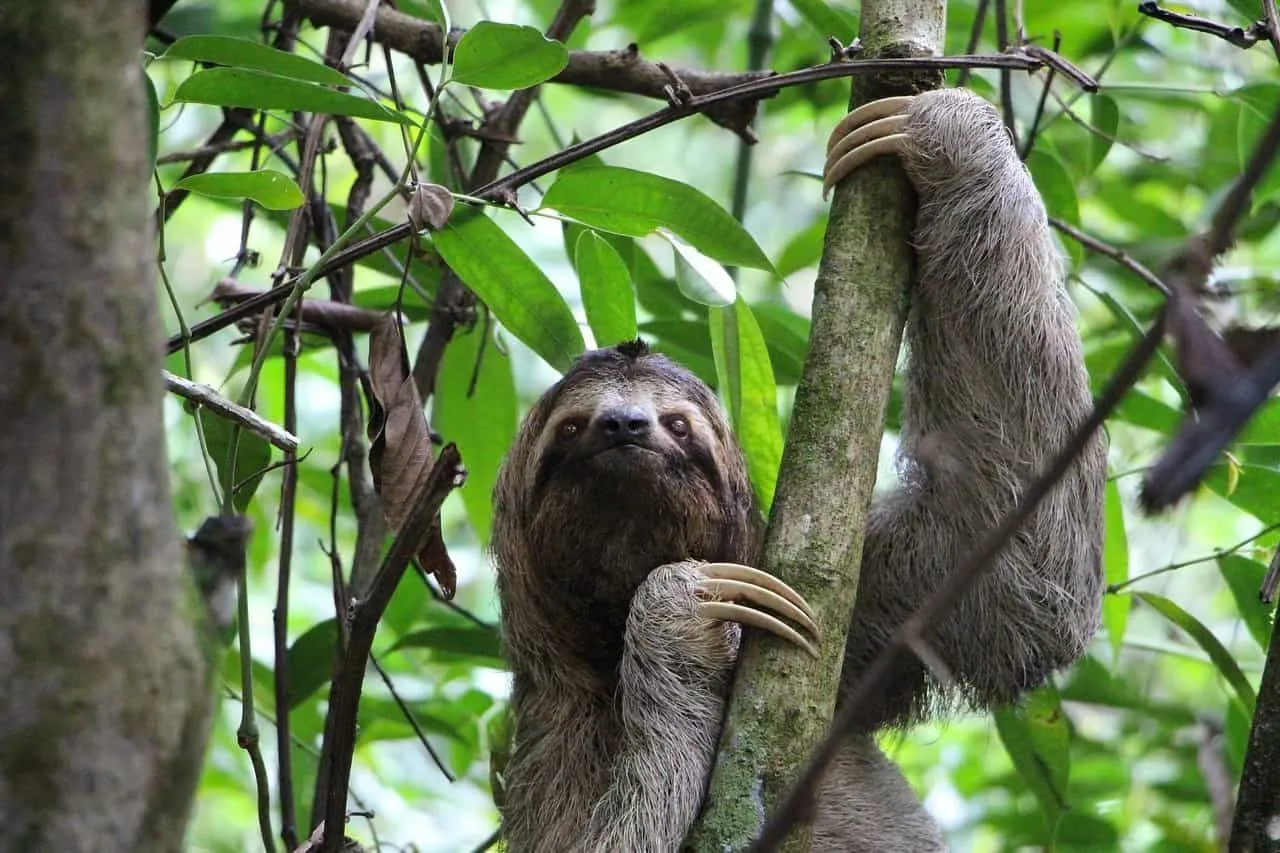 Sloths are mostly harmless.