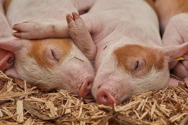 Baby pigs are called piglets.