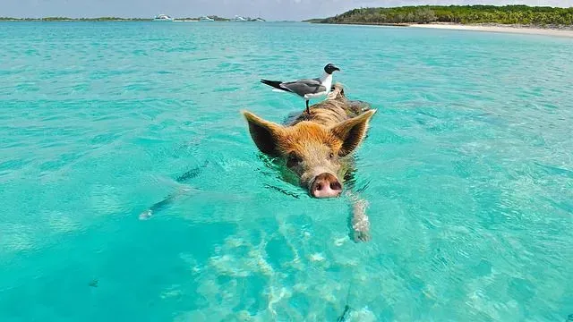 Some pigs can even be found swimming in the sea!
