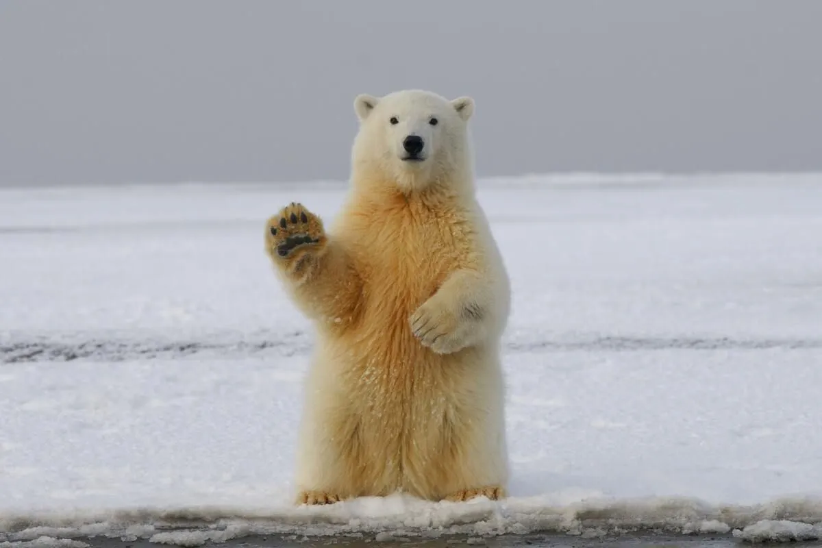 Polar bears are cute creatures that serve as good inspiration for great witty puns.