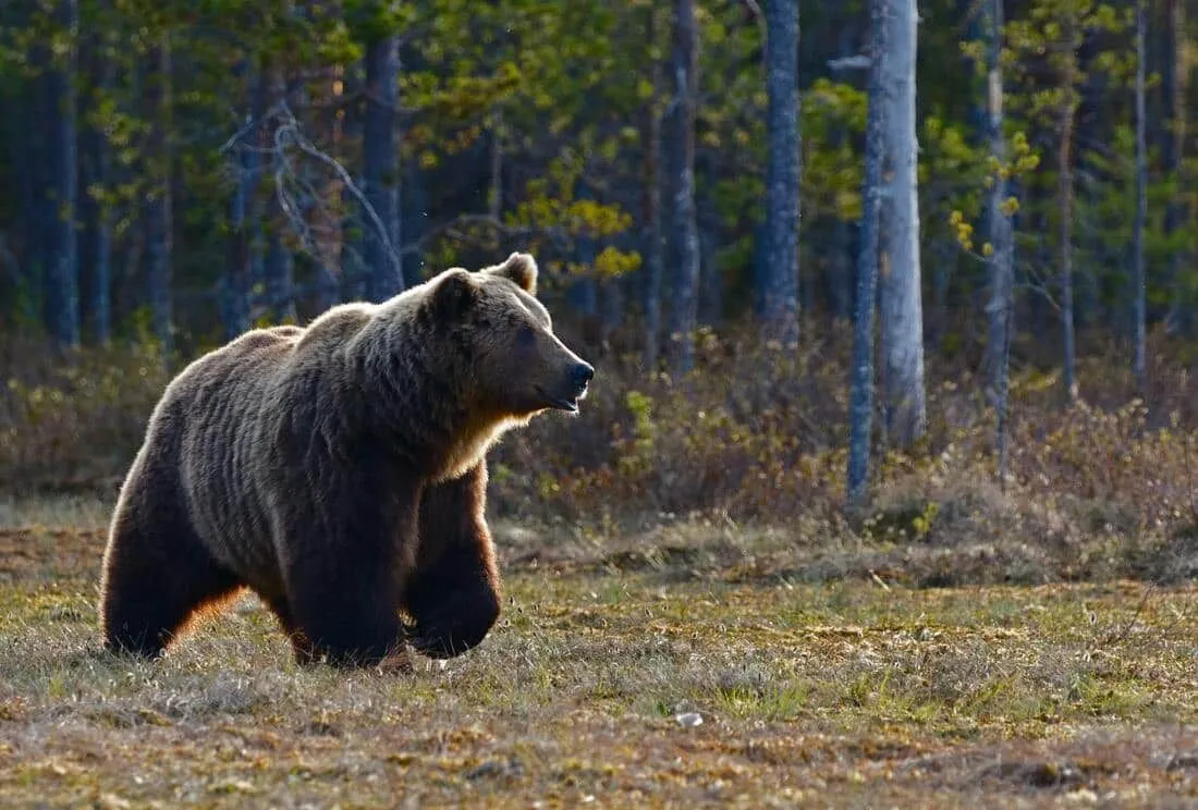 These brown bear puns might get you a bigger following on social media.