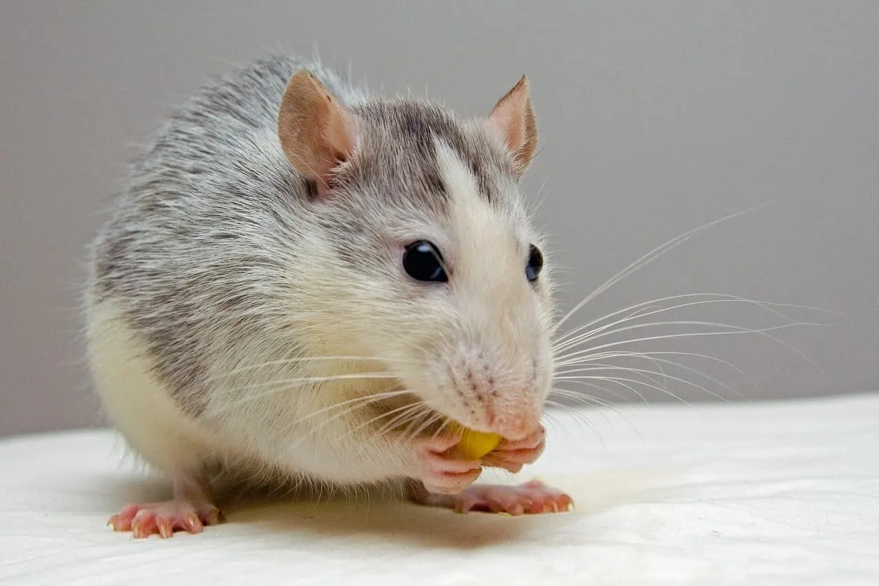 Did you know mice teeth never stop growing? They wear them down with lots of nibbling!
