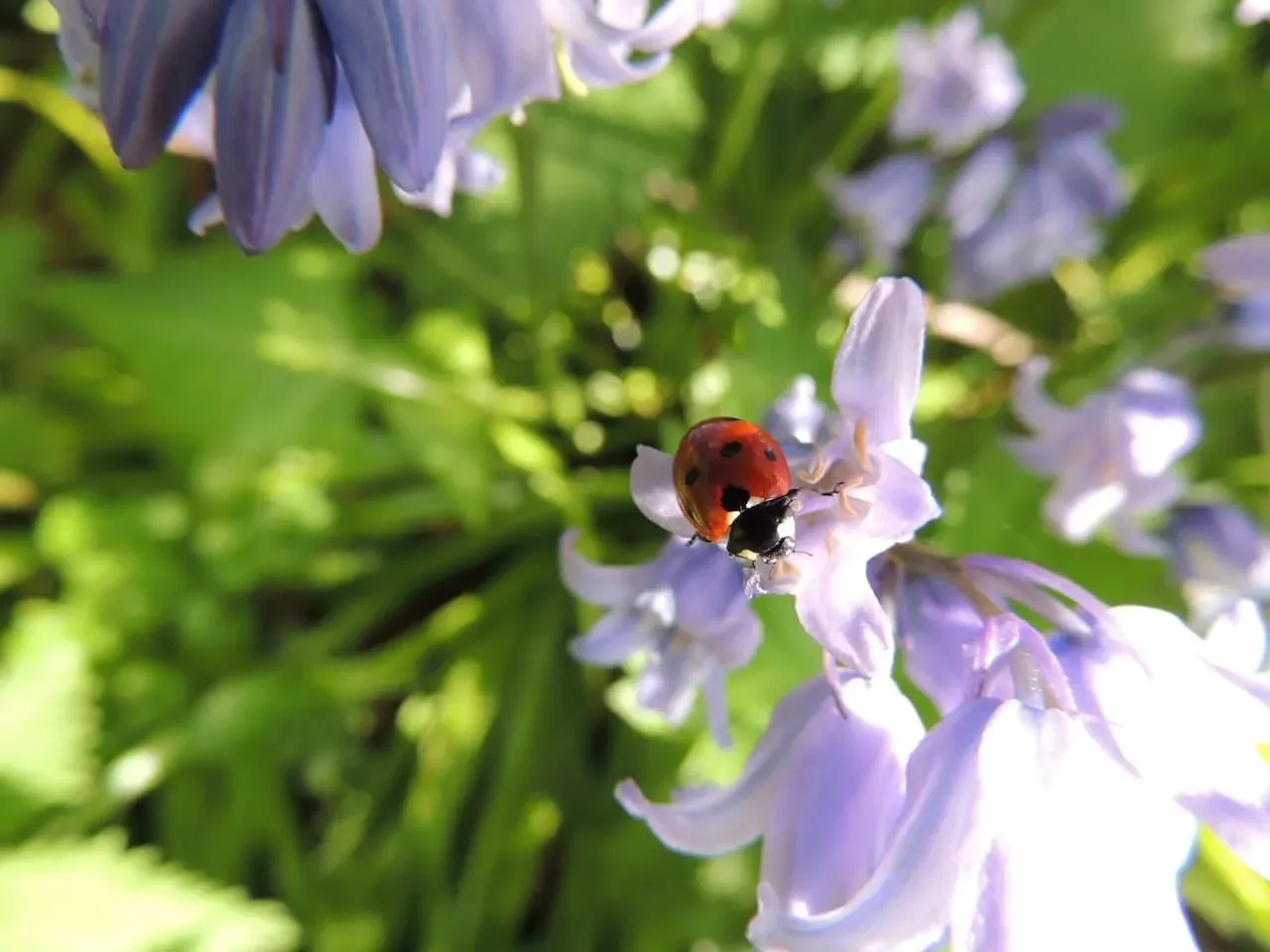 Beetle puns are just as famous as everyone's favorite band 'The Beetles'.