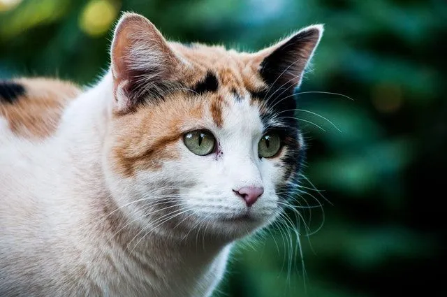 Calico cats are very rare.