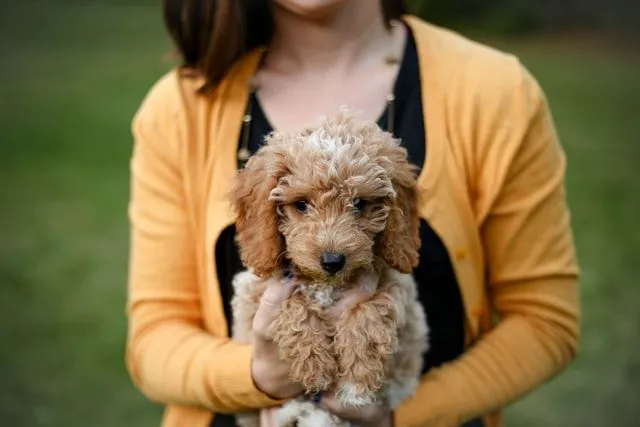 A male Goldendoodle puppy should really stand out with a unique name of his.