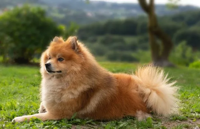 Fluffy dog names for boy dogs can be really funny and cute.