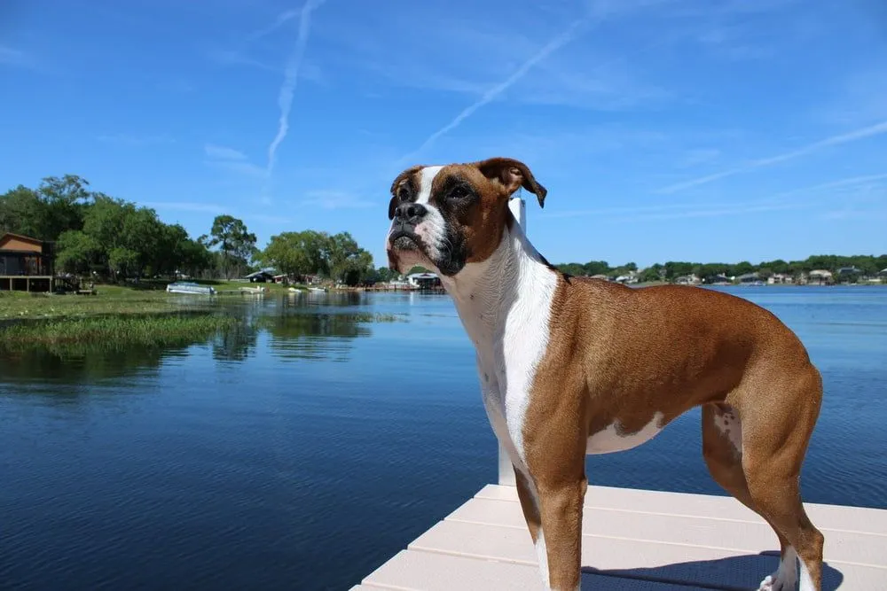 Boxer dogs names don't always have to mean something macho, they can be funny too