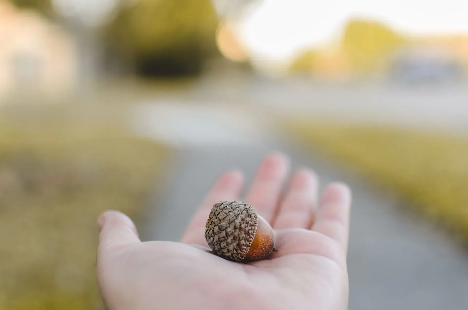 Acorns only contain one seed for a new oak tree to grow from.