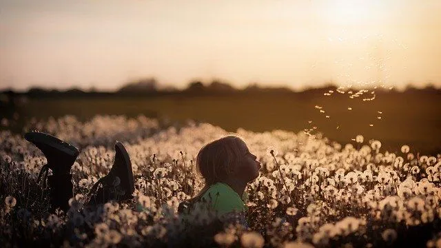 Some people believe you can make a wish by blowing a dandelion. 