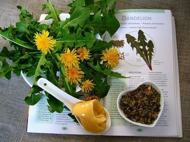 Dandelion leaves can be eaten cooked or raw.