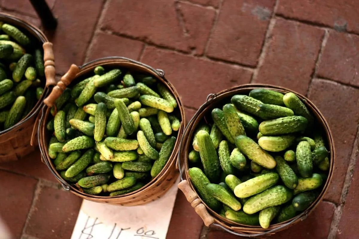 The word pickle is derived from the German word 'pokal' meaning 'brine.'