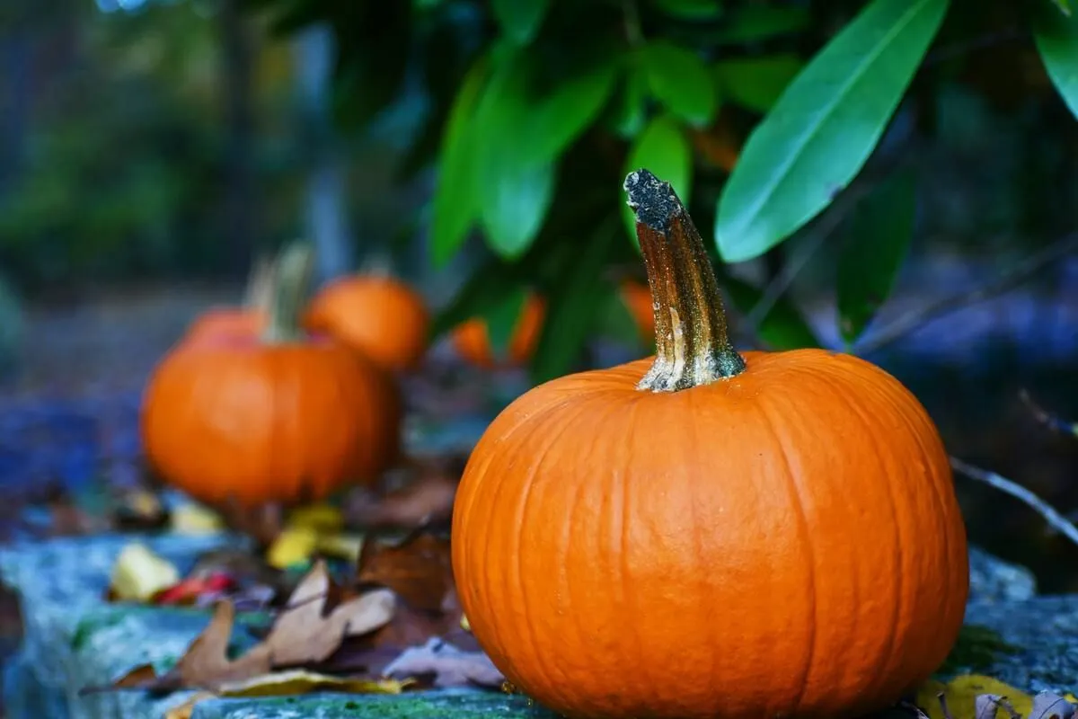 Pumpkins symbolize the fall season.