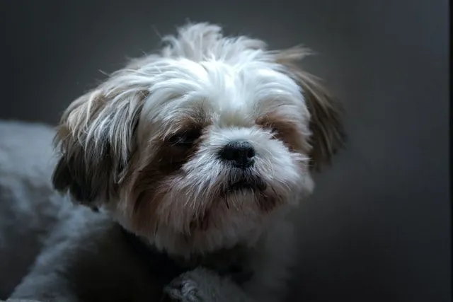 Names for Shih Tzu dogs should be elegant to induce a classy nature.