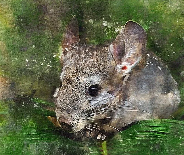Chinchillas are native to the mountains of the Andes in South America.
