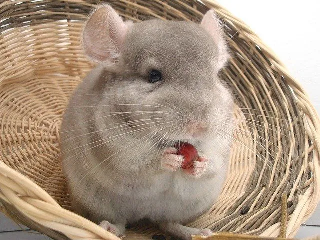 Chinchillas are small rodents with great fur.