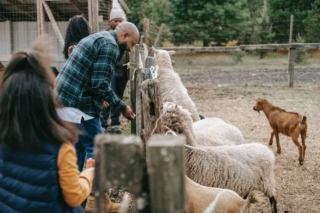 A family spending time with the sheep on the farm