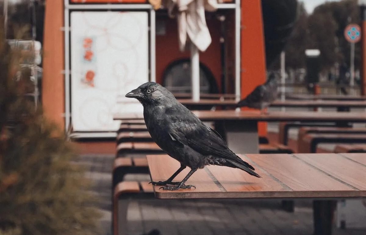These amazing crow puns will give you puns-tobbable giggles.