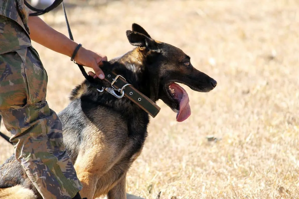 Trained dogs are one of the most valiant and trustworthy friends of the police.