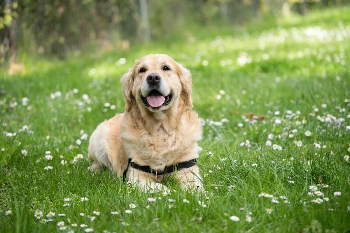 Knock knock dog jokes will make you howl with laughter.