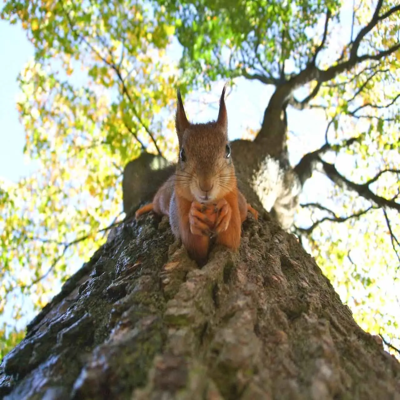 Red squirrels are interesting as well as adorable.