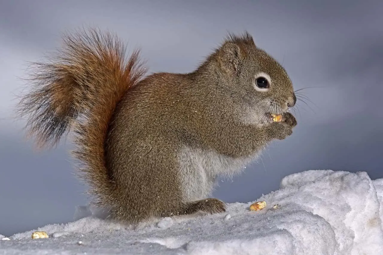 American red squirrels eat seeds and nuts as well as pine cones.