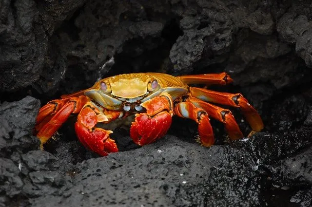 A crab as a pet is a unique choice.