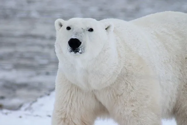 Polar bears are hard to detect using thermal image cameras.